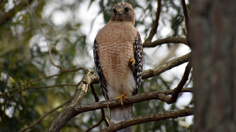 Hawk in the Backyard