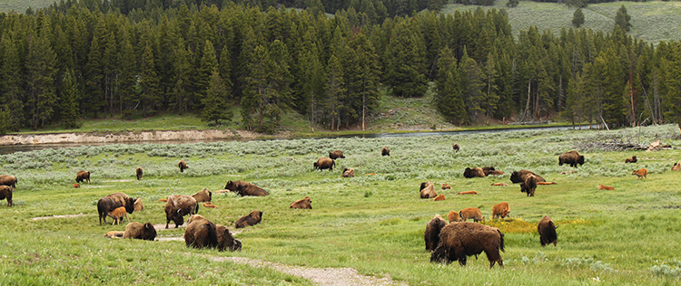 Buffalo Herd