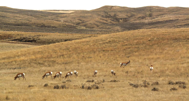 Pronghorn Herd