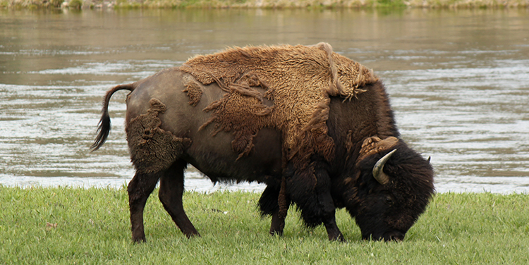 Yellowstone Buffalo