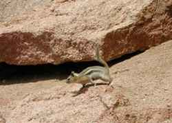 Running across the rocks always in a hurry