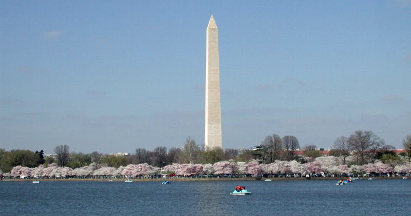 Cherry Blossom Days in DC