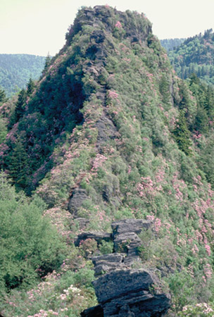 Chimney Tops in the Springtime!