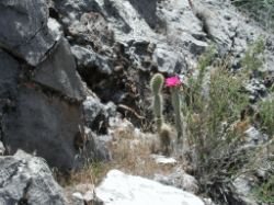 Desert Cactus in bloom.