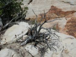 Old dead bush in the harsh desert