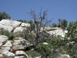 Another scrub tree, this one in the rocks